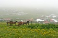 poneys islandais connus pour leur résistance et endurance, dans la région de Vik Islande,poneys 